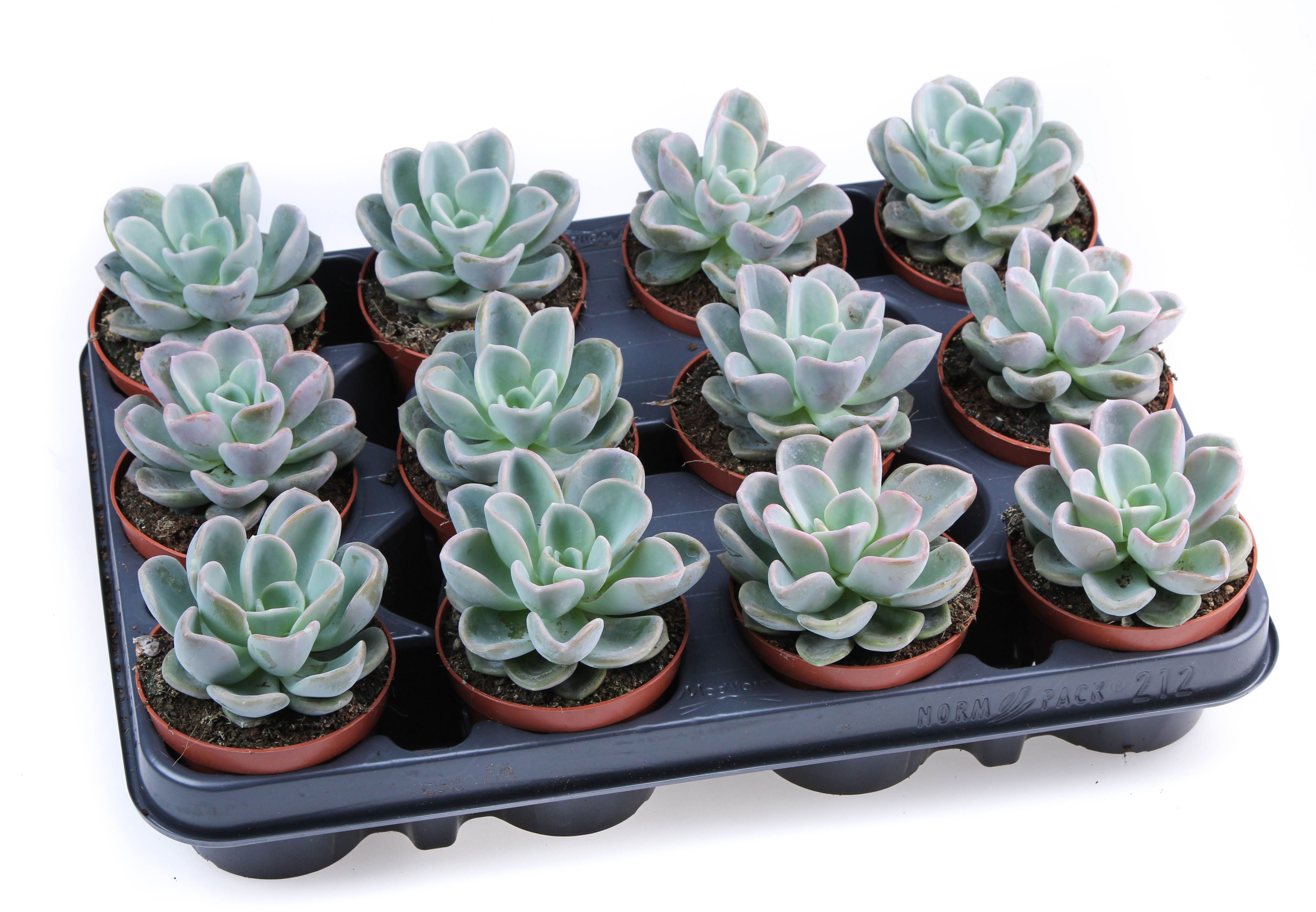 Горшечные цветы и растения оптом Echeveria Orpet от 12шт (для телеги) из Голландии с доставкой по России