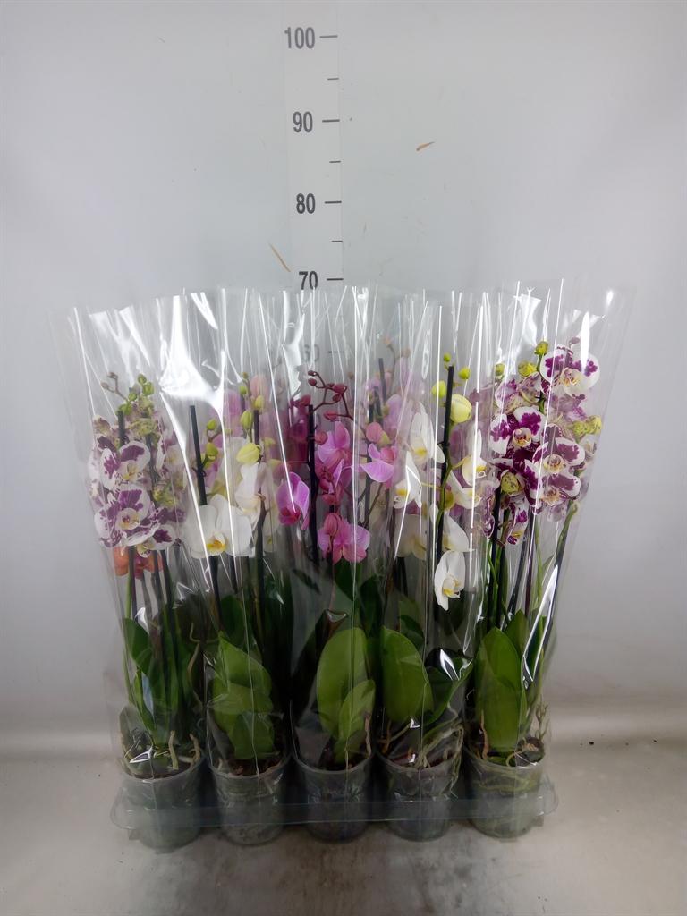 Горшечные цветы и растения оптом Phalaenopsis   ...mix  5 от 10шт из Голландии с доставкой по России