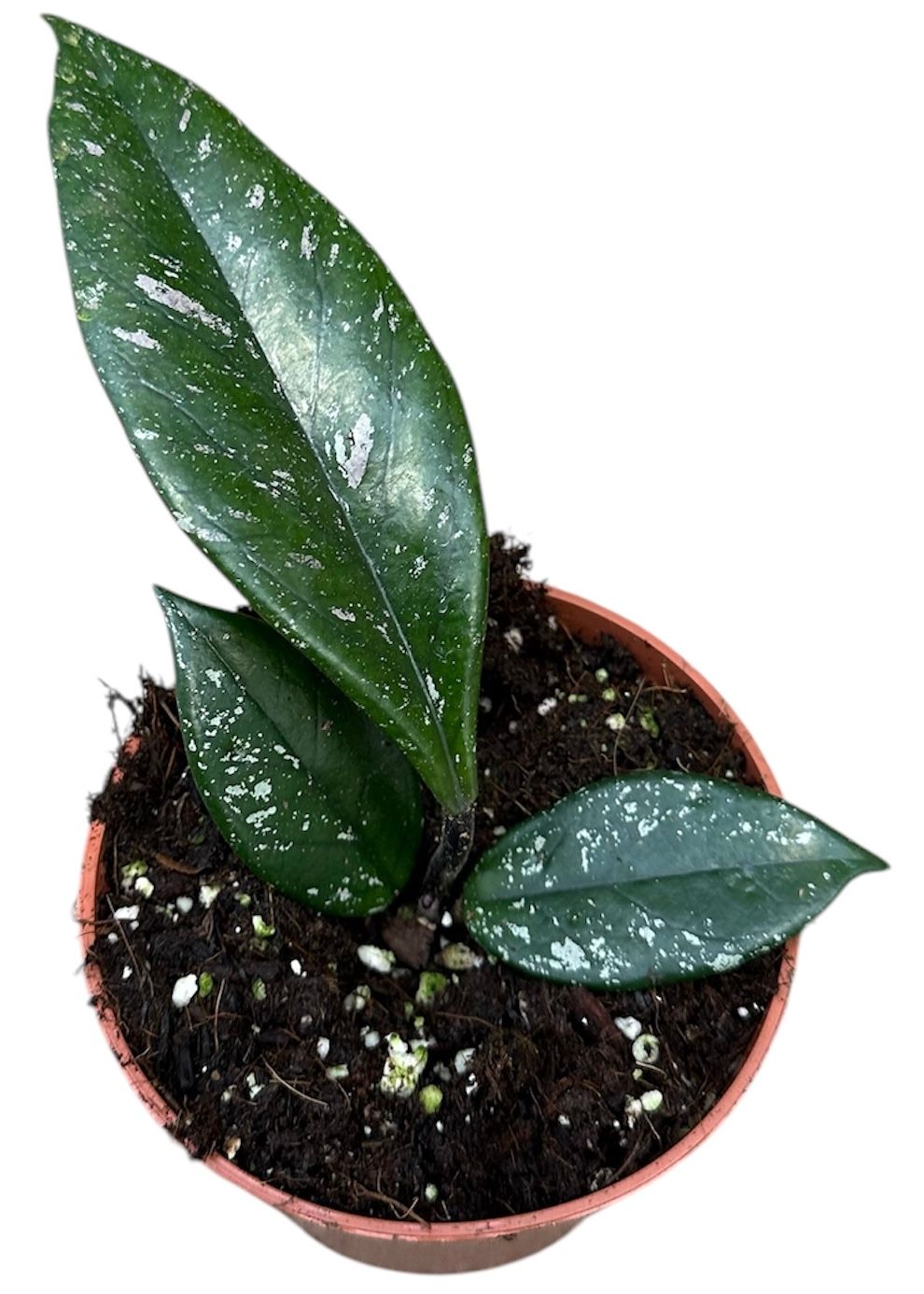 Горшечные цветы и растения оптом Hoya Carnosa Stardust от 1шт из Голландии с доставкой по России