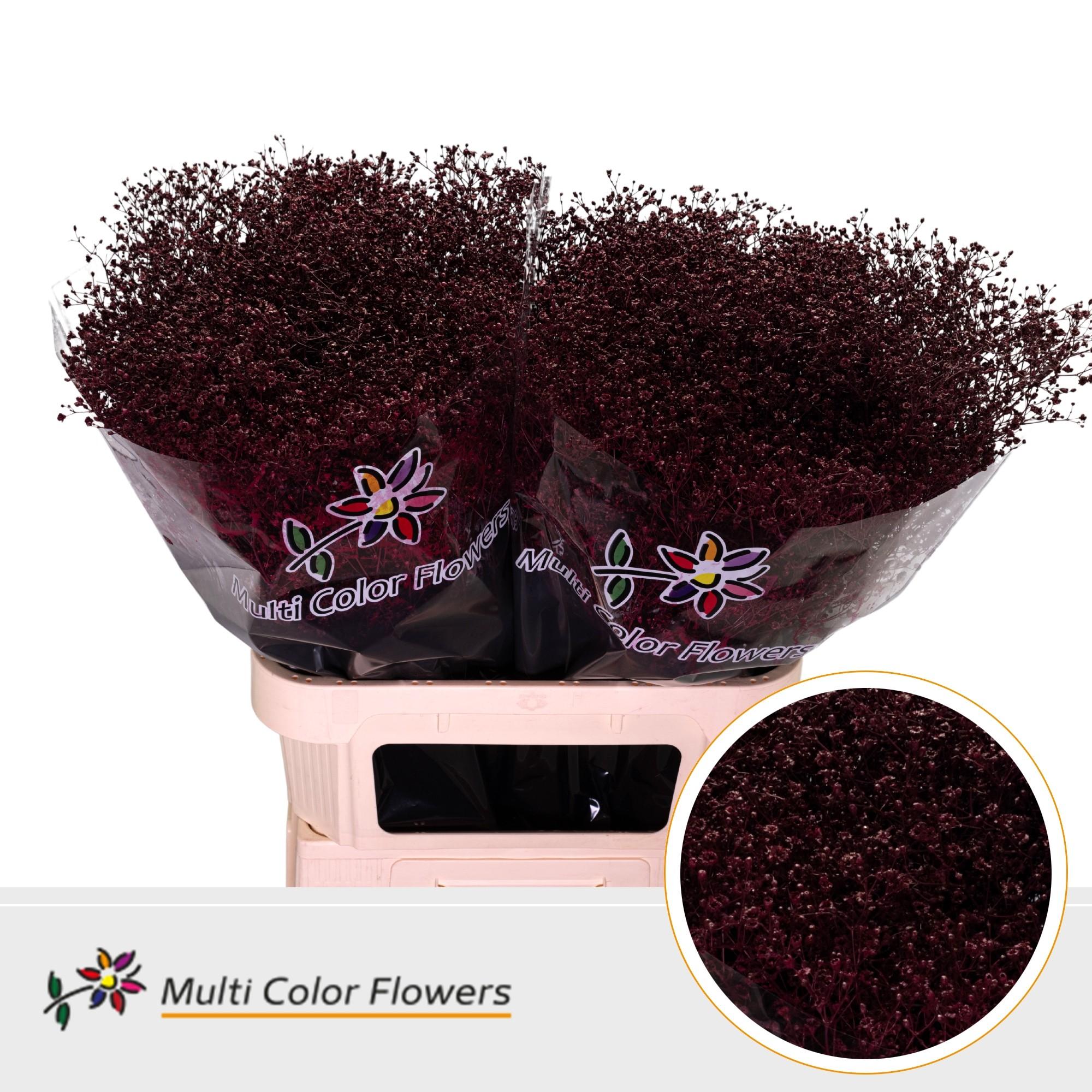 Срезанные цветы оптом Gyps fine paint bordeaux от 50шт из Голландии с доставкой по России