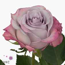 Срезанные цветы оптом Rosa la purple haze от 24шт из Голландии с доставкой по России