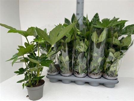 Горшечные цветы и растения оптом Fatsia Japoinica от 10шт из Голландии с доставкой по России