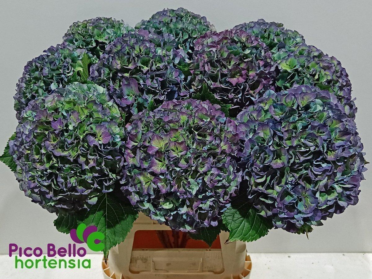 Срезанные цветы оптом Hydrangea royal parade classic от 10шт из Голландии с доставкой по России