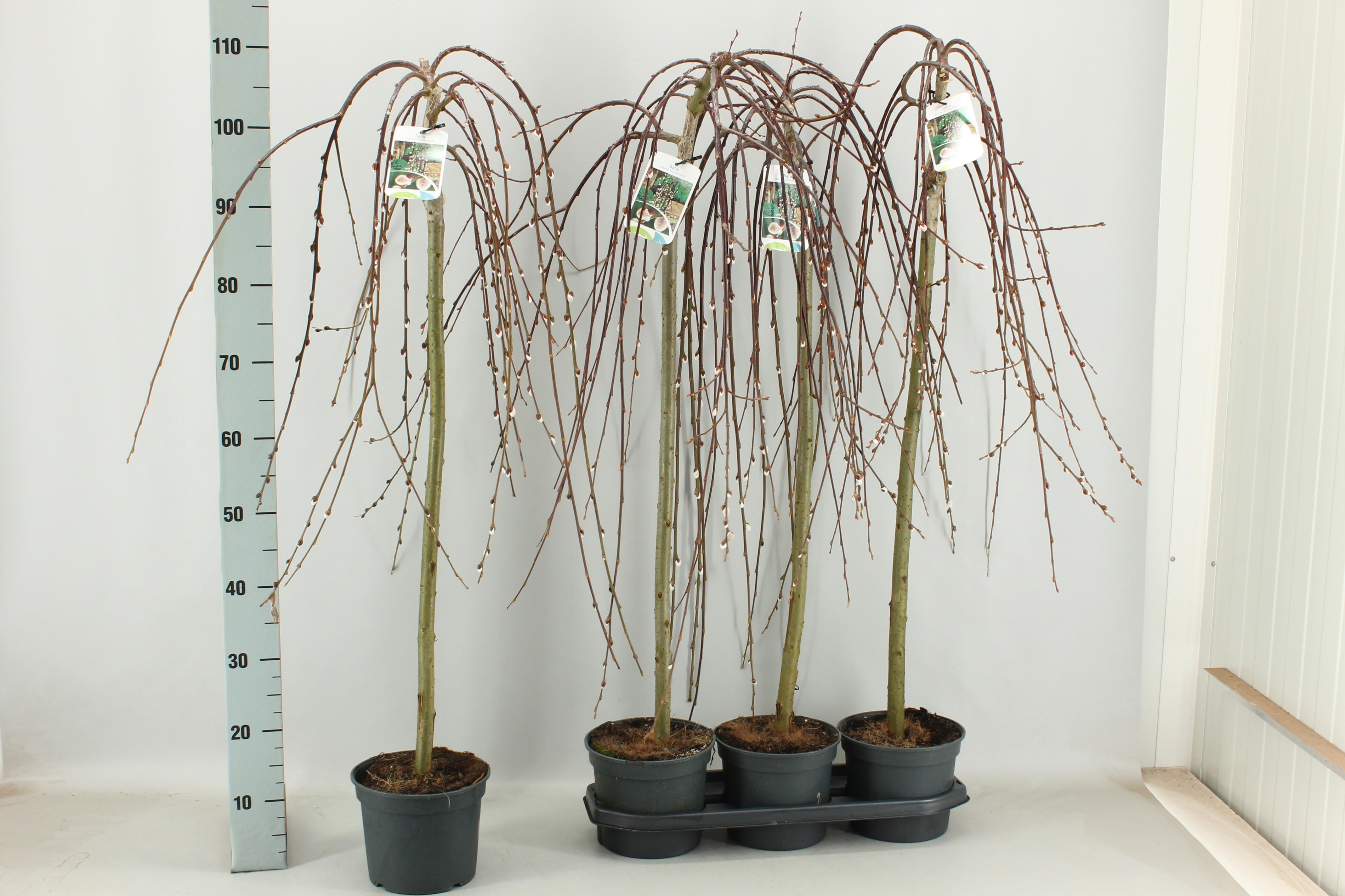 Горшечные цветы и растения оптом Salix Cap Kilmarnock от 5шт из Голландии с доставкой по России