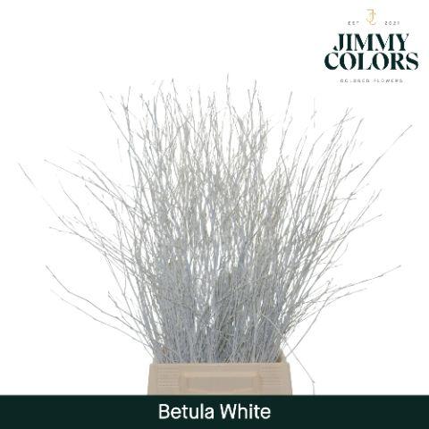 Срезанные цветы оптом Betula paint white от 10шт из Голландии с доставкой по России