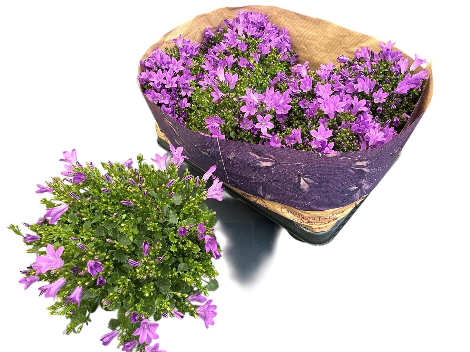 Горшечные цветы и растения оптом Camp Por Blueone от 8шт (для телеги) из Голландии с доставкой по России