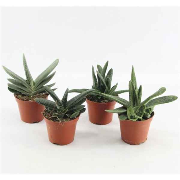 Горшечные цветы и растения оптом Gasteria Mix от 12шт из Голландии с доставкой по России