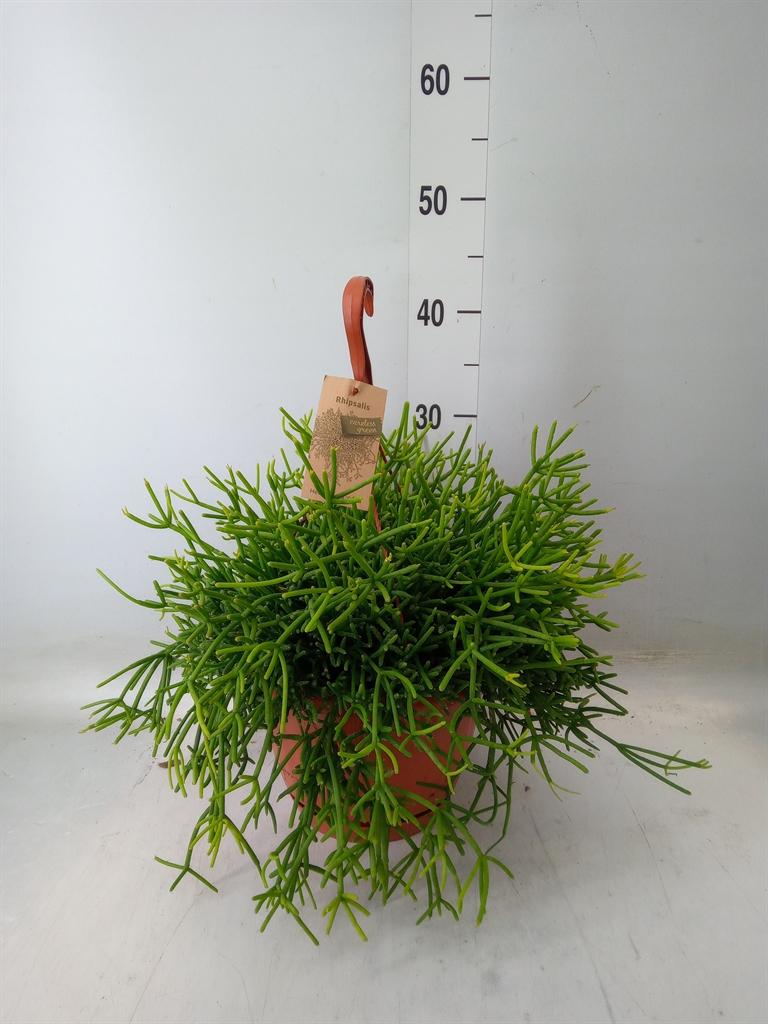 Горшечные цветы и растения оптом Rhipsalis Heteroclada от 1шт из Голландии с доставкой по России