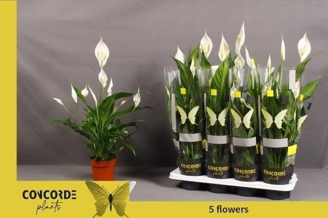 Горшечные цветы и растения оптом Spath Sweet Benito 5+ от 8шт из Голландии с доставкой по России Горшечные цветы и растения оптом Spath Sweet Benito 5+ от 8шт из Голландии с доставкой по России