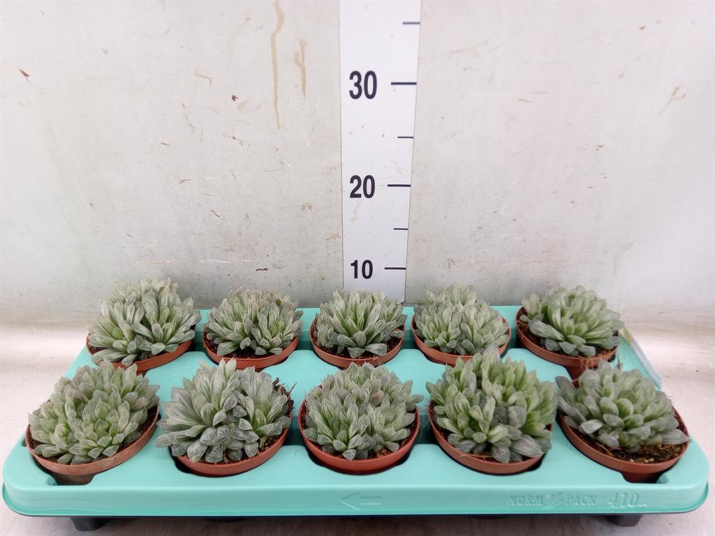Горшечные цветы и растения оптом Haworthia Cymbiformis от 8шт из Голландии с доставкой по России
