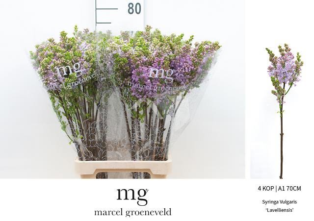 Срезанные цветы оптом Syringa lavaliensis от 30шт из Голландии с доставкой по России