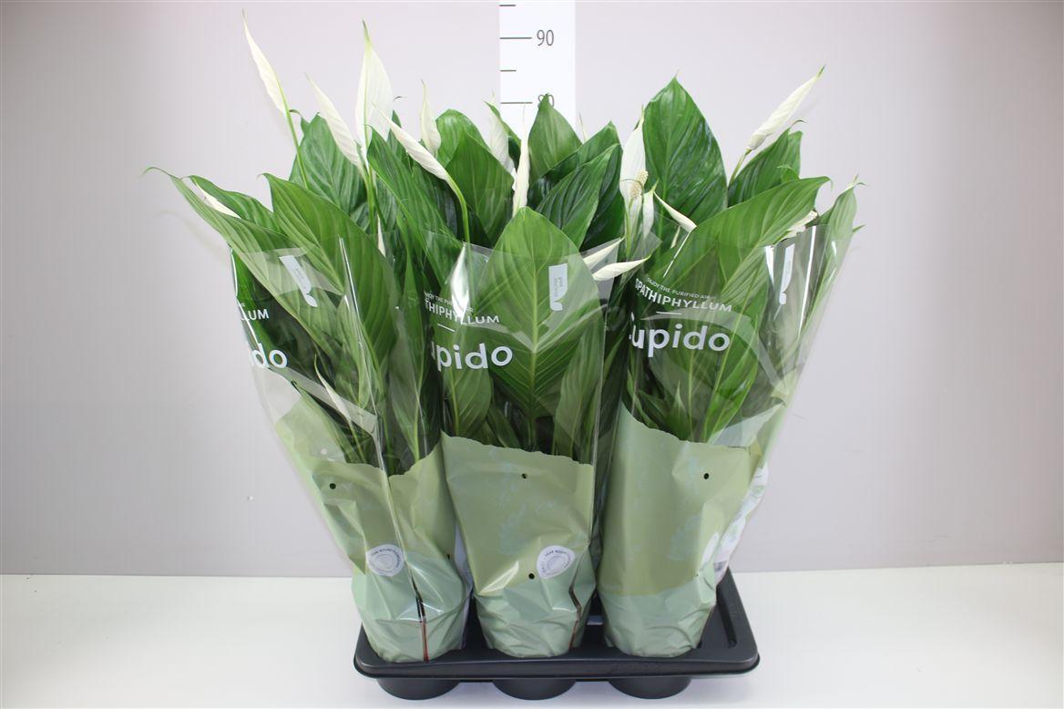 Горшечные цветы и растения оптом Spathiphyllum Bingo Cupido от 6шт из Голландии с доставкой по России