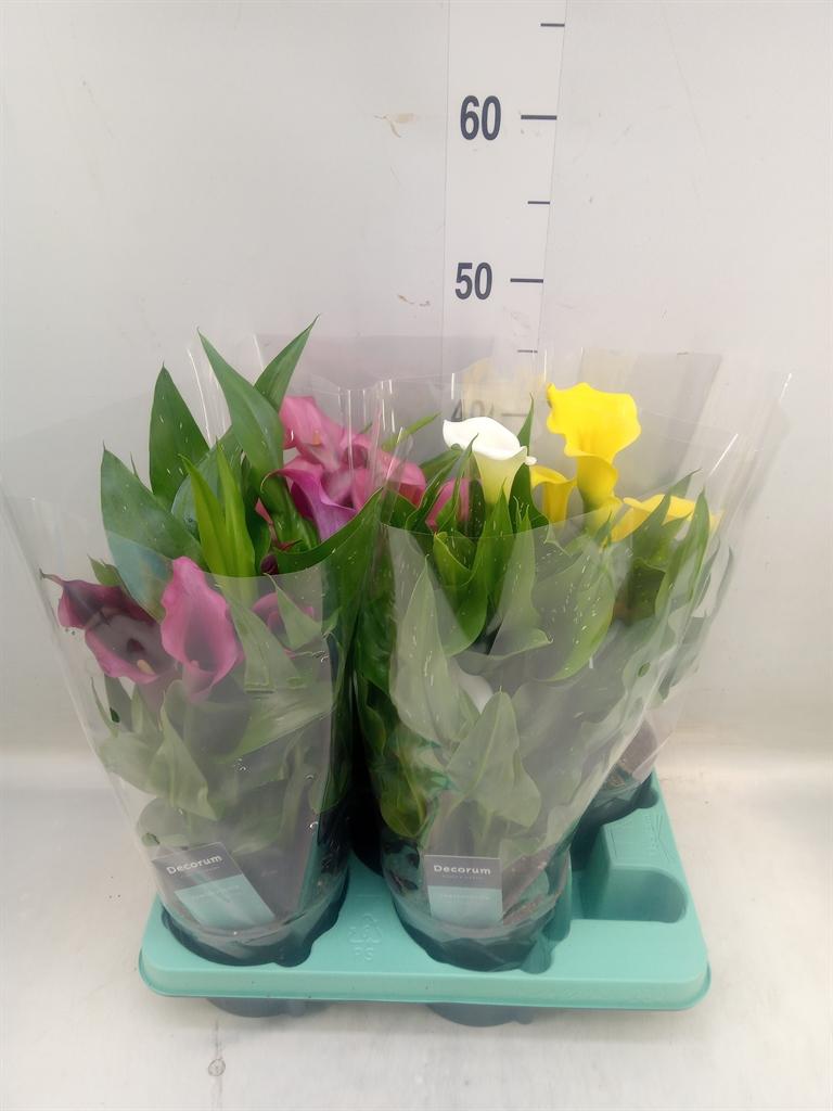 Горшечные цветы и растения оптом Zantedeschia   ...mix от 4шт из Голландии с доставкой по России