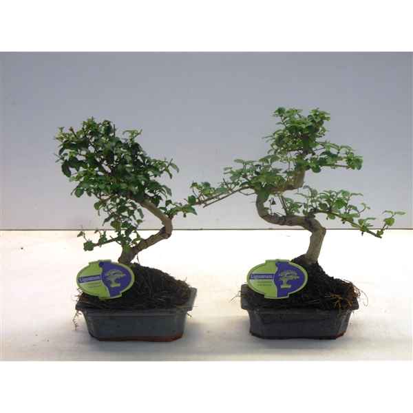 Горшечные цветы и растения оптом Bonsai Ligustrum Sinensis, 15cm., Shape, Without D от 10шт из Голландии с доставкой по России