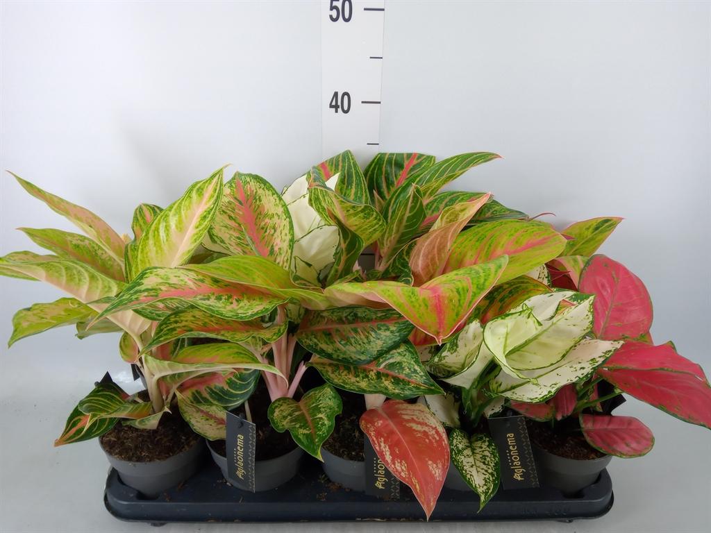 Горшечные цветы и растения оптом Aglaonema   ... от 10шт из Голландии с доставкой по России