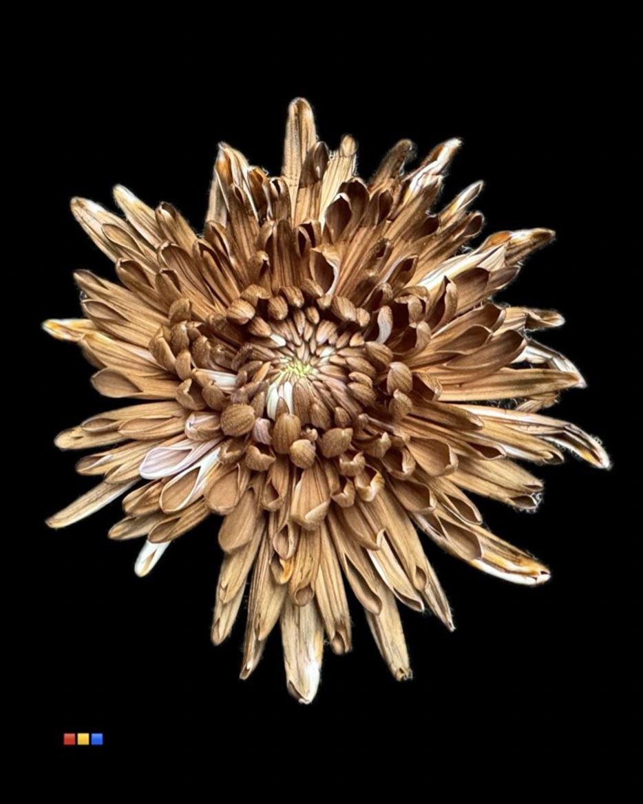 Срезанные цветы оптом Chrys bl paint topspin brown от 60шт из Голландии с доставкой по России