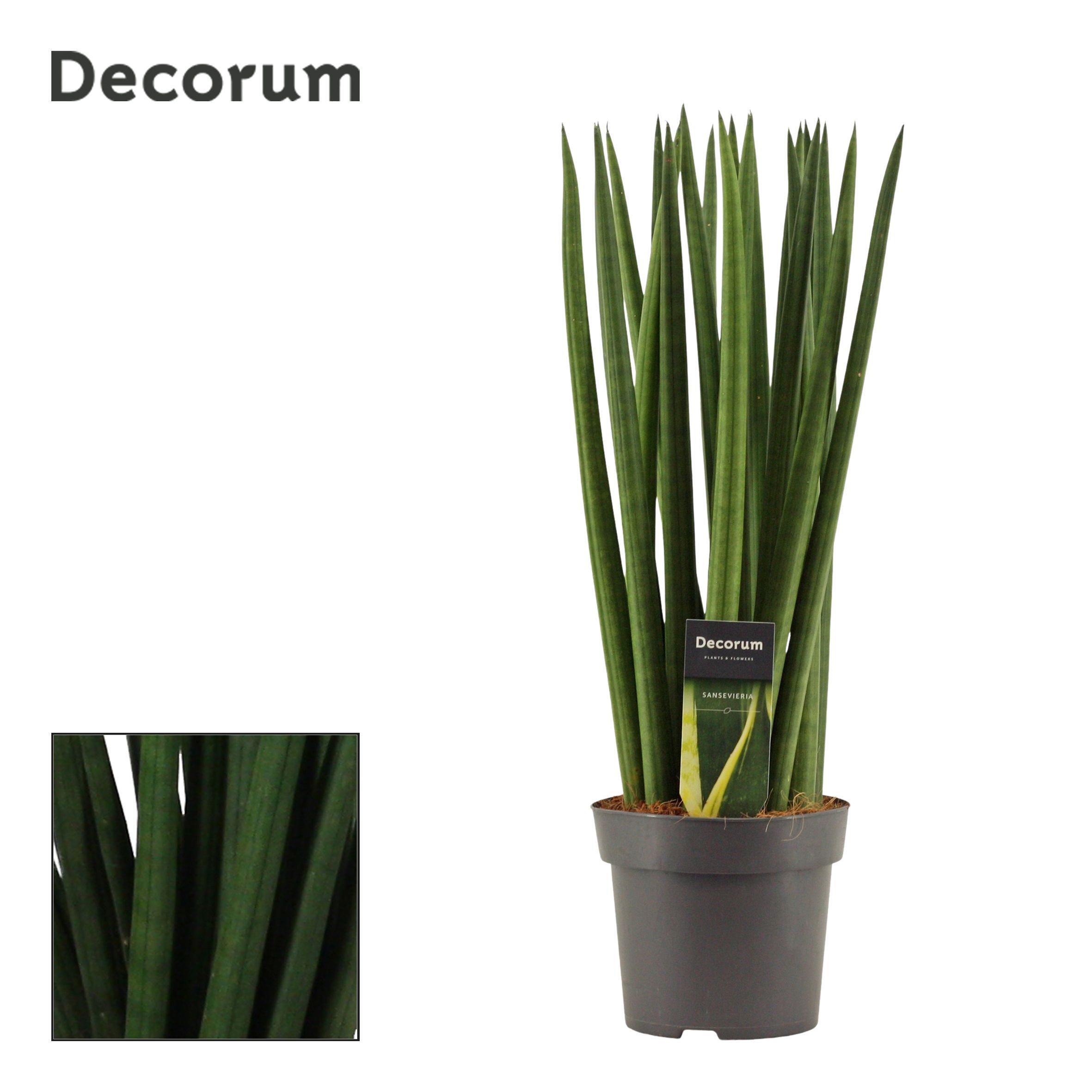 Горшечные цветы и растения оптом Sansevieria Cylindrica Spaghetti (dec) от 7шт из Голландии с доставкой по России