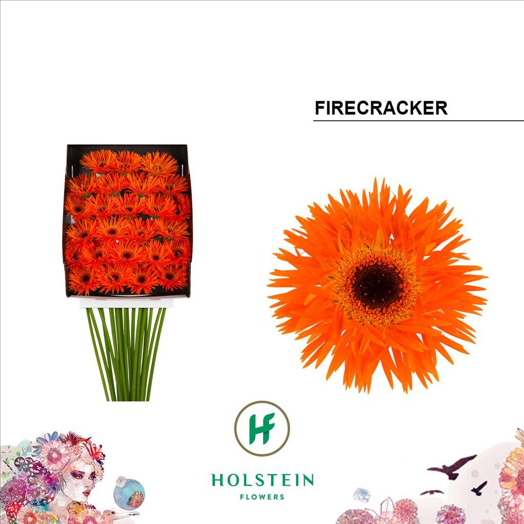 Срезанные цветы оптом Gerbera diamond gerspider firecracker от 25шт из Голландии с доставкой по России