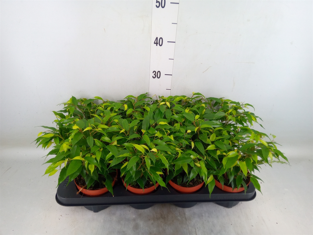 Горшечные цветы и растения оптом Ficus Be Green Kinky от 8шт из Голландии с доставкой по России