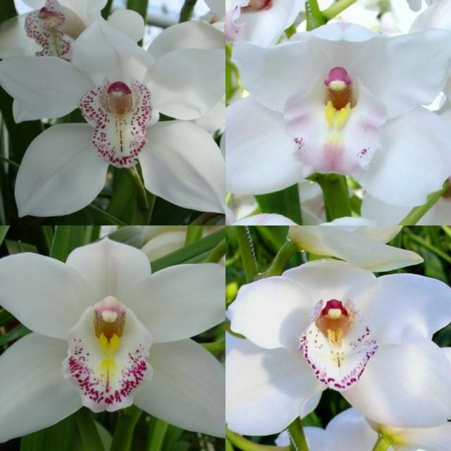 Срезанные цветы оптом Cymbidium white от 6шт из Голландии с доставкой по России