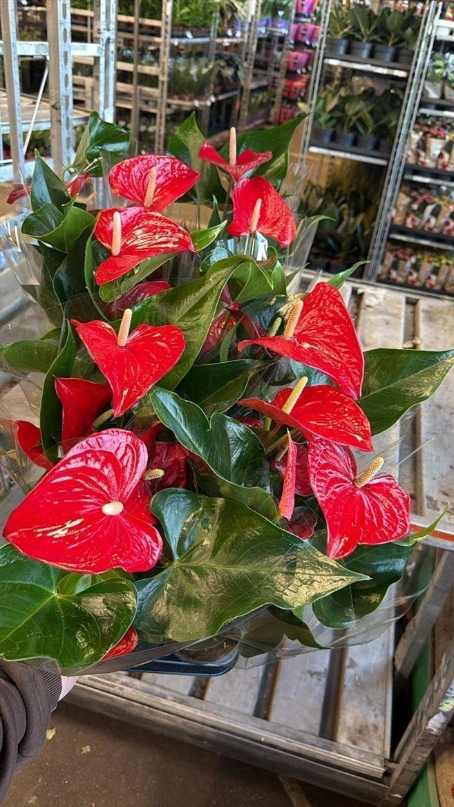 Горшечные цветы и растения оптом Anth An Royal Champion 3+ от 10шт из Голландии с доставкой по России