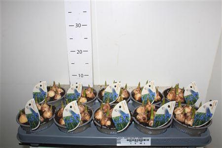 Горшечные цветы и растения оптом Muscar Mabel New Srt 7 Bollen от 10шт из Голландии с доставкой по России