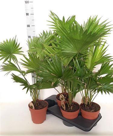 Горшечные цветы и растения оптом Livistona Rotundifol от 4шт из Голландии с доставкой по России