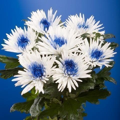 Срезанные цветы оптом Chrys bl paint anastasia white-blue eye от 60шт из Голландии с доставкой по России