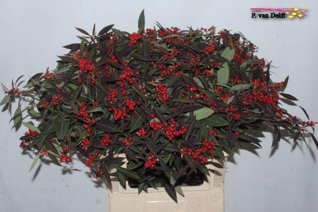 Срезанные цветы оптом Euphorbia sp kuttlers samtrot от 60шт из Голландии с доставкой по России