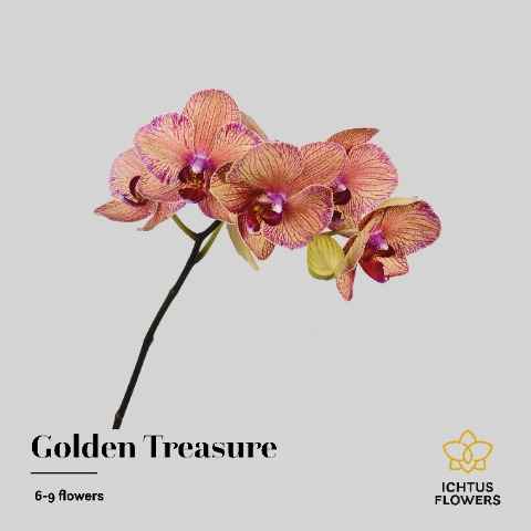 Срезанные цветы оптом Phalaenopsis golden treasure (per stem) от 18шт. из Голландии с доставкой по России