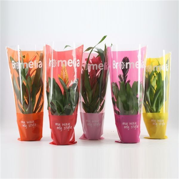 Горшечные цветы и растения оптом Bromelia Excellent Mix In Vensterhoes от 10шт из Голландии с доставкой по России