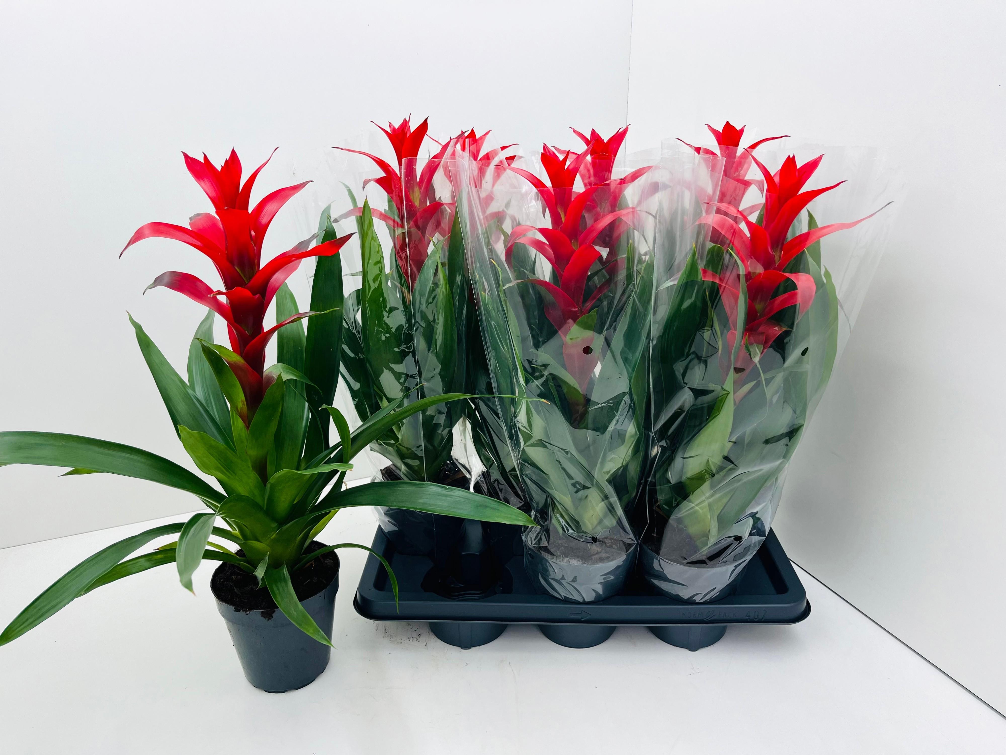 Горшечные цветы и растения оптом Guzm Rostara от 7шт из Голландии с доставкой по России