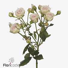 Срезанные цветы оптом Rosa sp pinky promise от 30шт из Голландии с доставкой по России