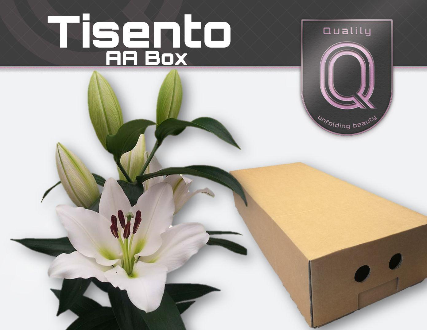 Срезанные цветы оптом Lilium or tisento от 100шт из Голландии с доставкой по России