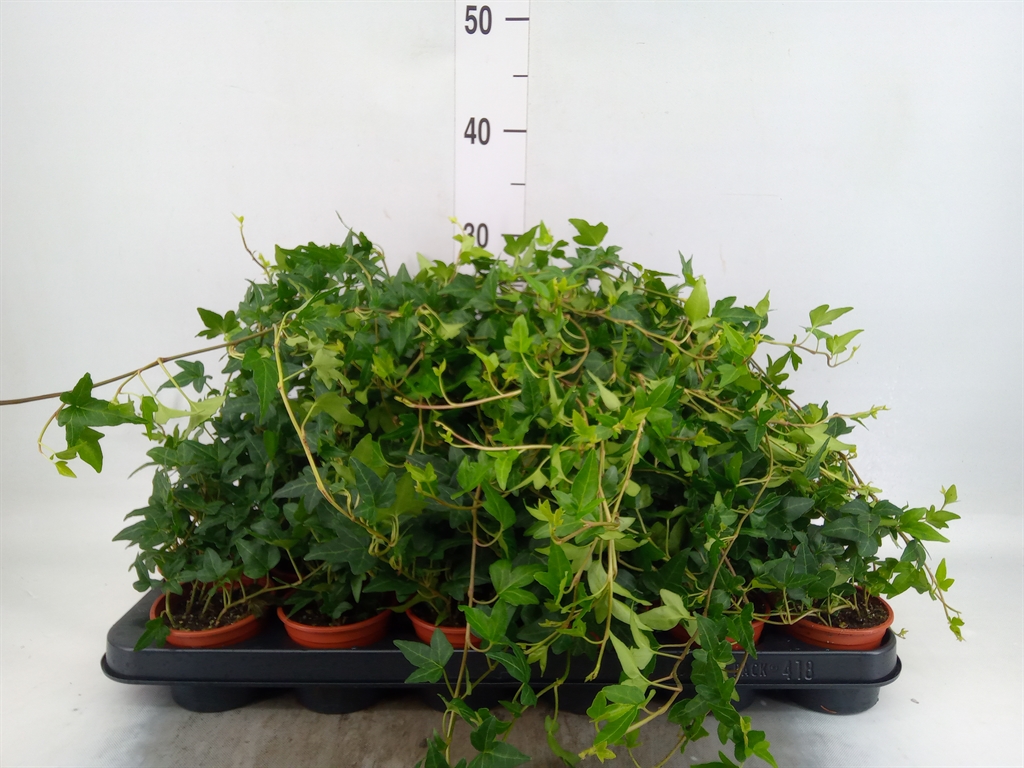 Горшечные цветы и растения оптом Hedera   ...green Leafed от 18шт (для телеги) из Голландии с доставкой по России