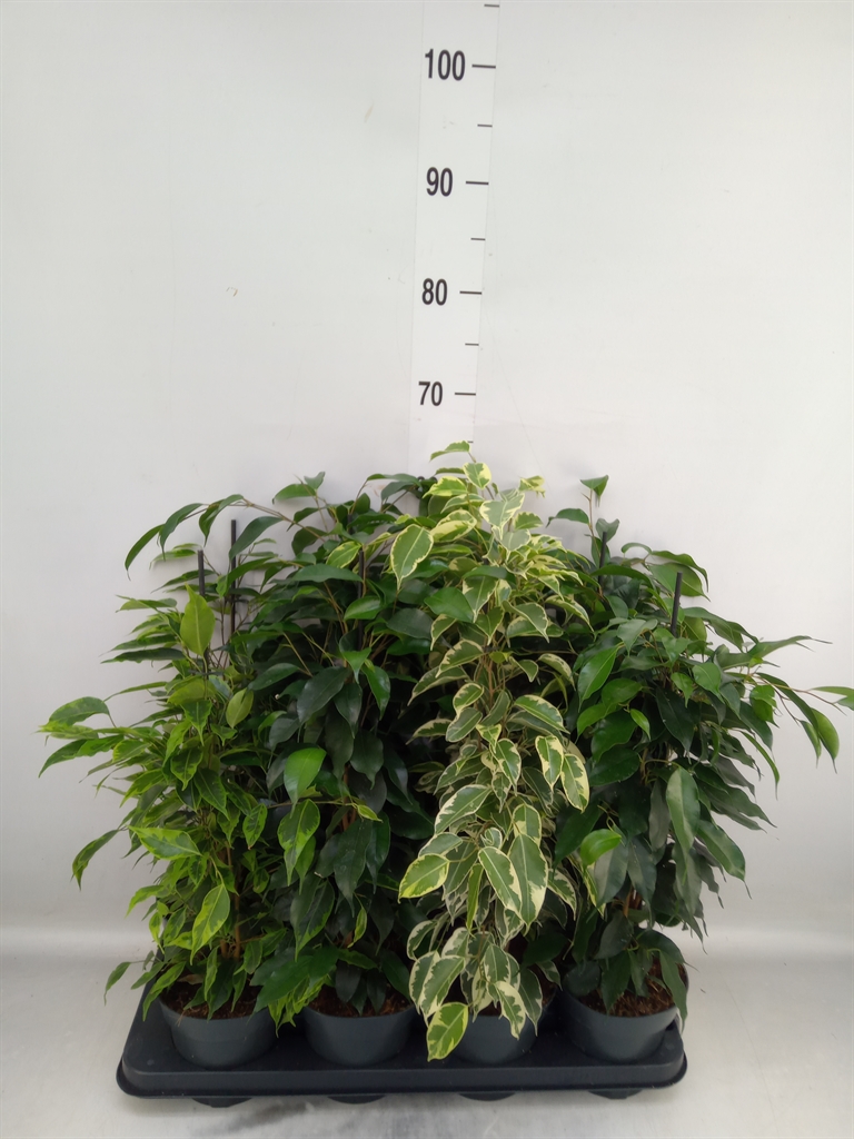 Горшечные цветы и растения оптом Ficus Benja.   ...mix от 8шт из Голландии с доставкой по России