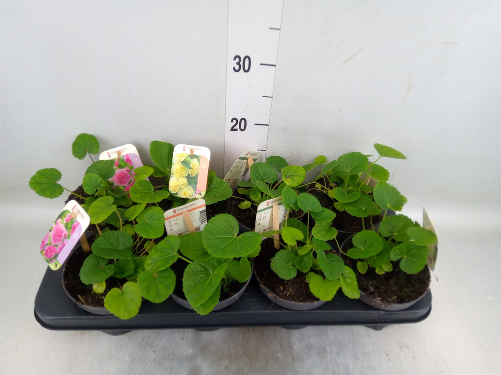 Горшечные цветы и растения оптом Alcea Rosea от 8шт из Голландии с доставкой по России