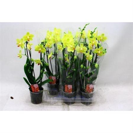 Горшечные цветы и растения оптом Phal El Cascade 2 Tak от 6шт из Голландии с доставкой по России