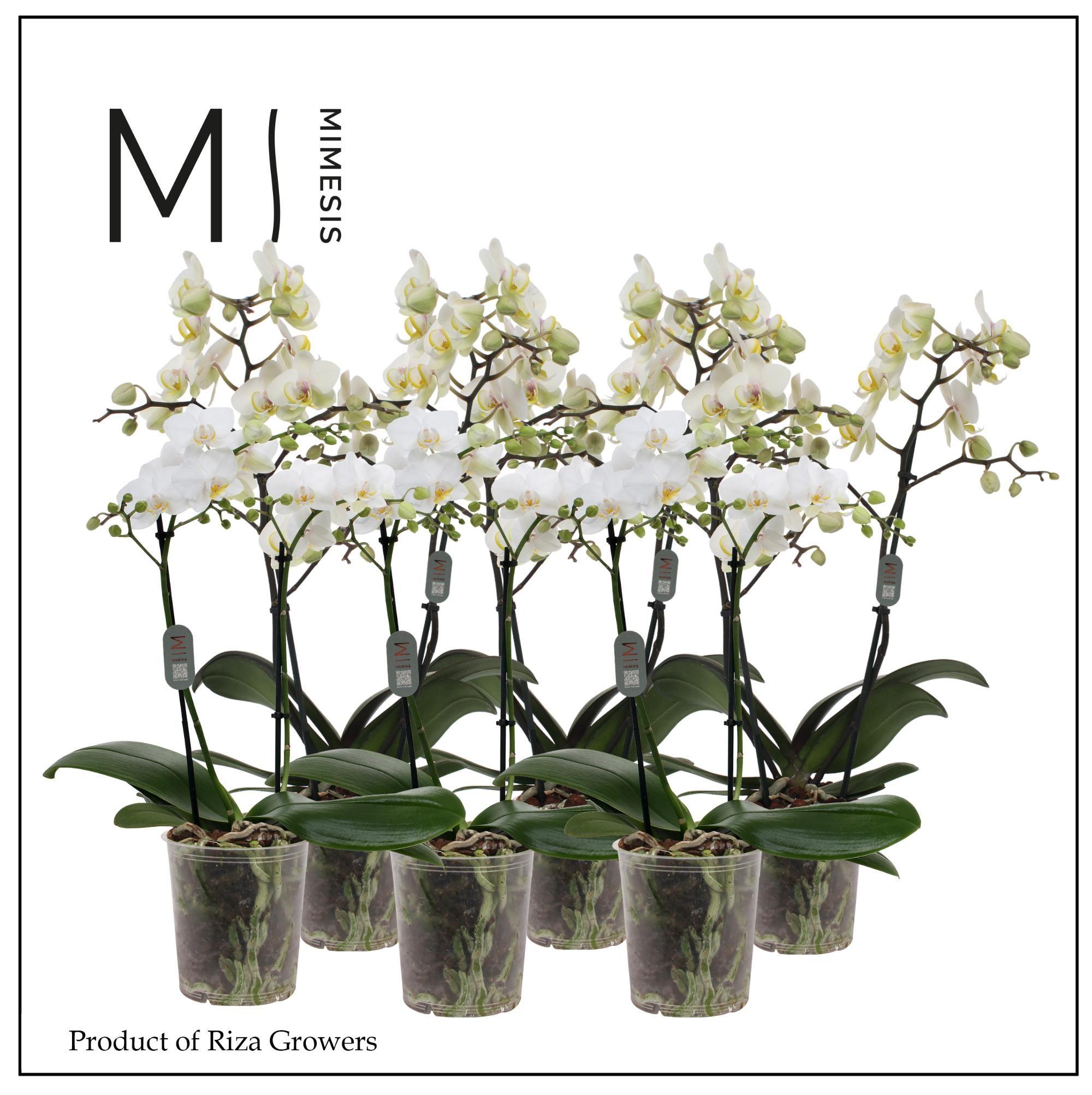 Горшечные цветы и растения оптом Phal 2st Multi White 22+(mimesis) от 10шт из Голландии с доставкой по России