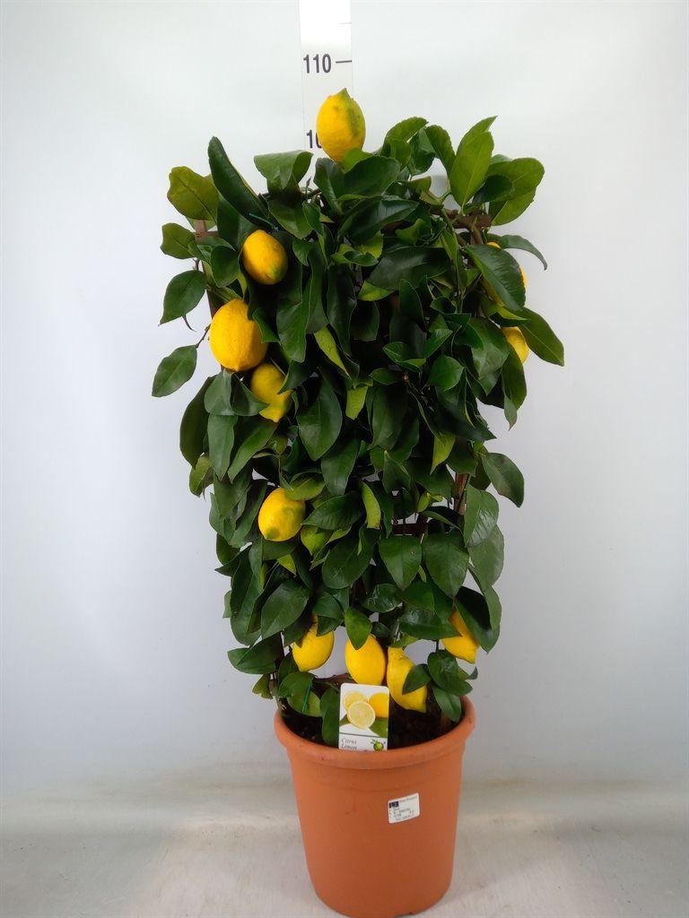 Горшечные цветы и растения оптом Citrus   ... от 1шт (для телеги) из Голландии с доставкой по России
