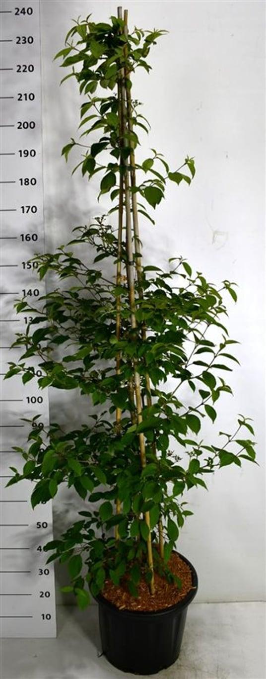 Горшечные цветы и растения оптом Viburnum Plic Kilimandjaro Sunrise от 1шт из Голландии с доставкой по России