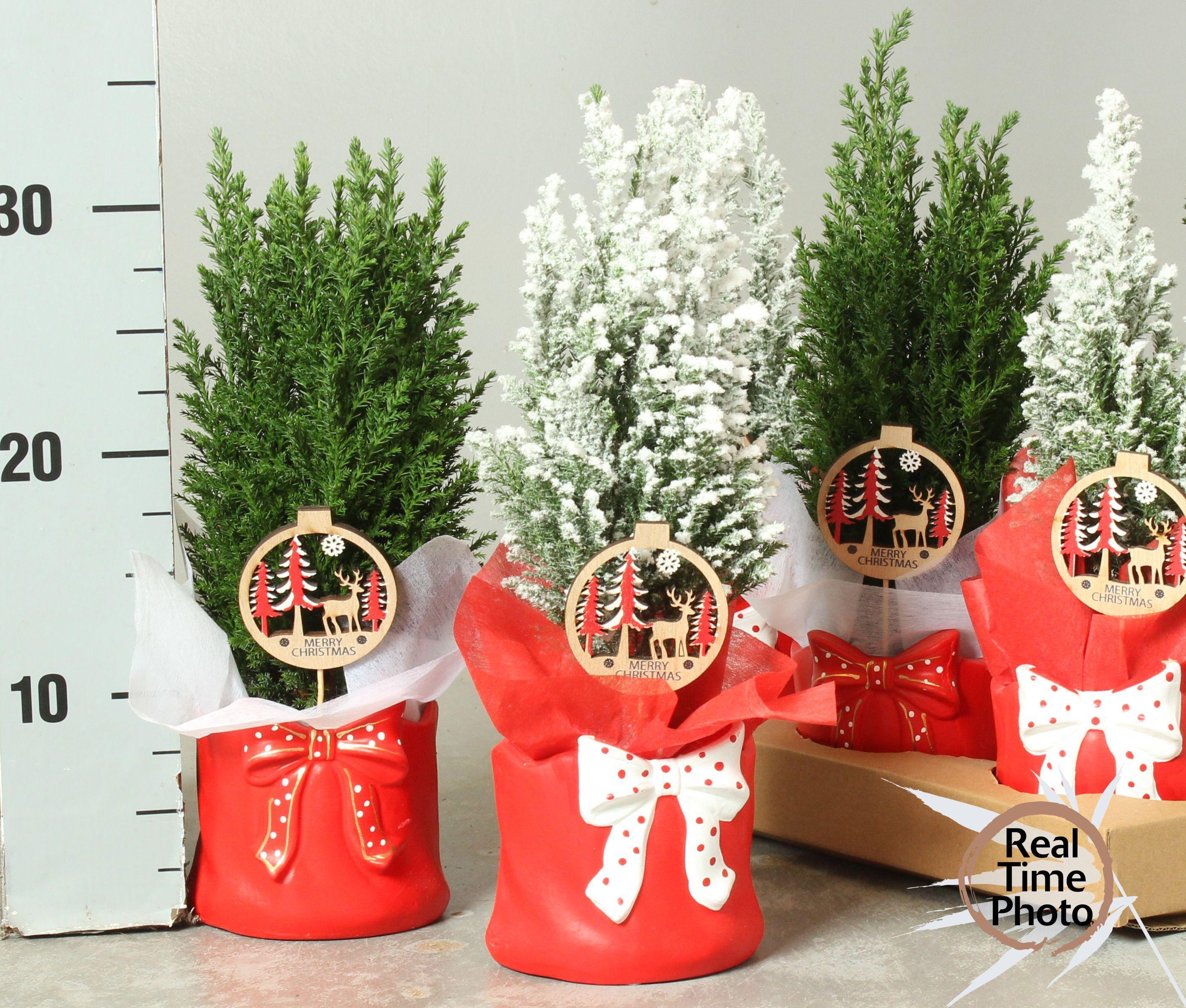 Горшечные цветы и растения оптом Cham L Ellwoodii от 6шт из Голландии с доставкой по России