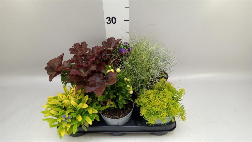 Горшечные цветы и растения оптом Vaste Pltn ...mix 6 [perennials] от 8шт из Голландии с доставкой по России