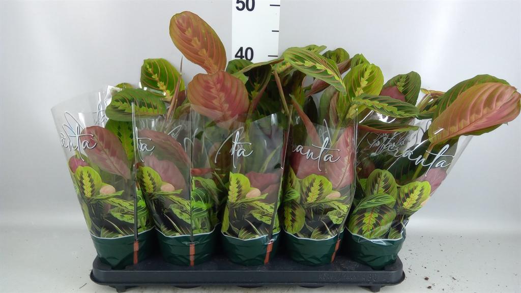 Горшечные цветы и растения оптом Maranta Leuc. fascinator от 10шт из Голландии с доставкой по России