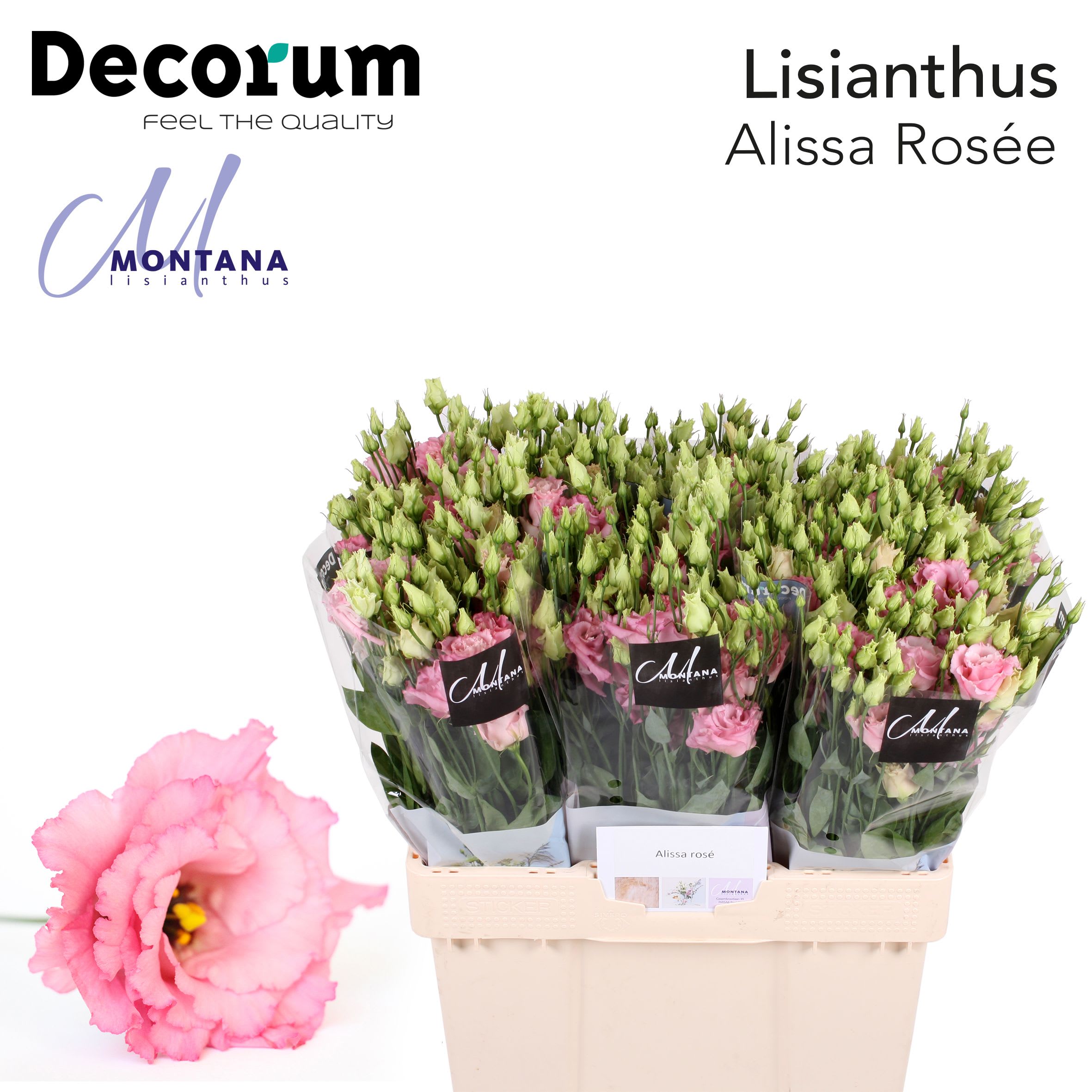 Срезанные цветы оптом Lisianthus do alissa rose pink от 80шт из Голландии с доставкой по России