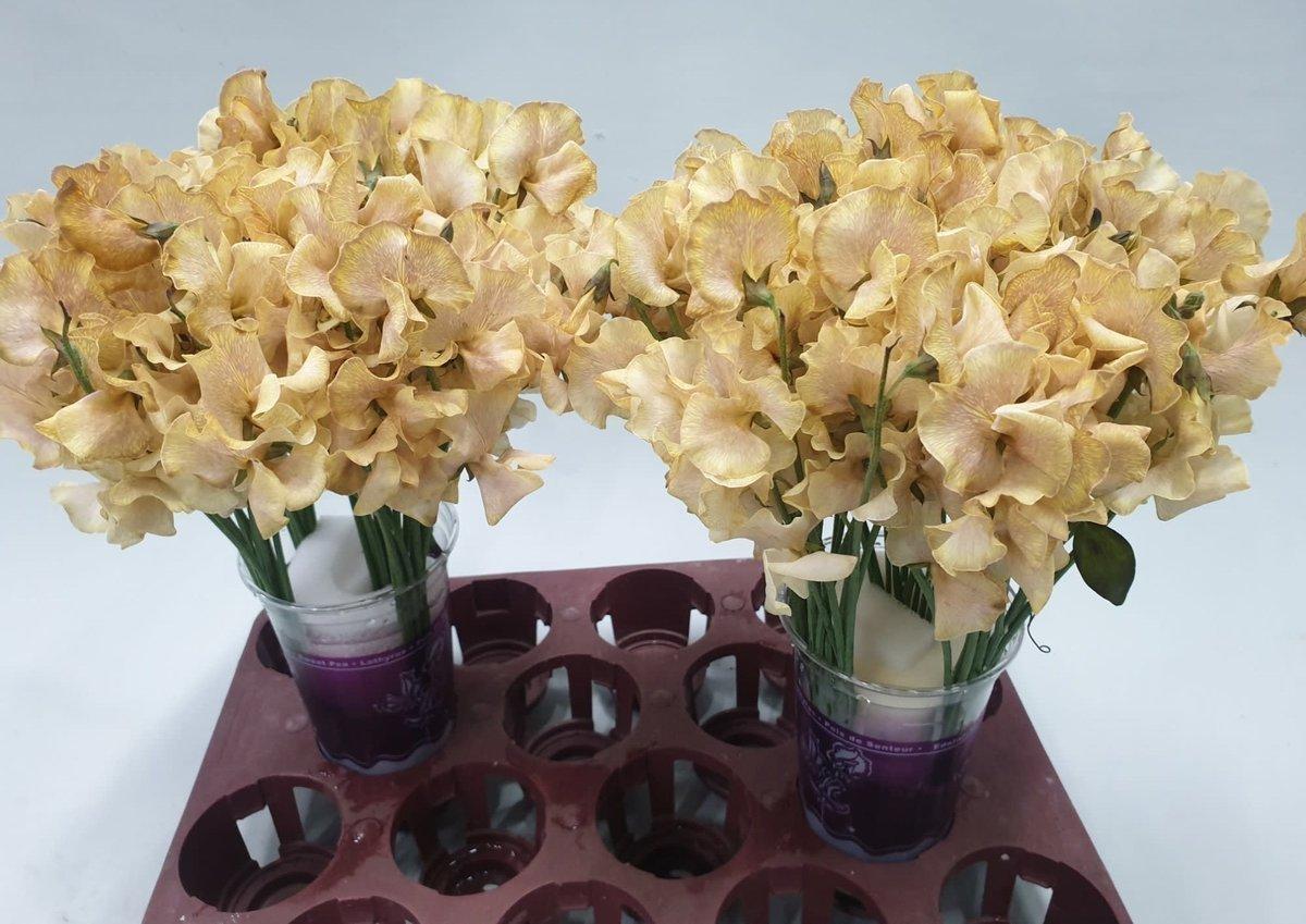 Срезанные цветы оптом Lathyrus paint autumn magic от 100шт из Голландии с доставкой по России