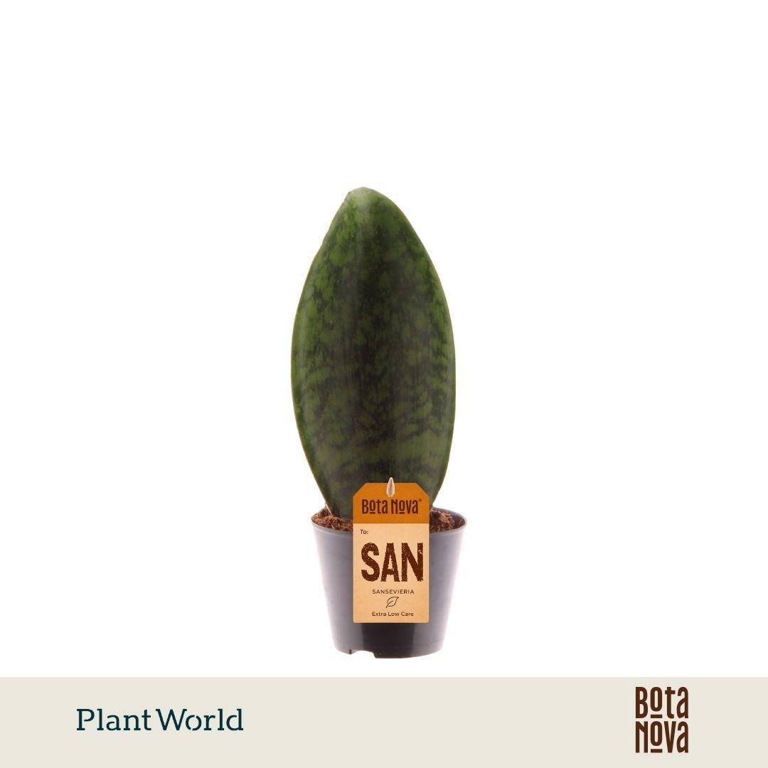 Горшечные цветы и растения оптом Sansevieria Masoniana’whale Fin от 12шт (для телеги) из Голландии с доставкой по России