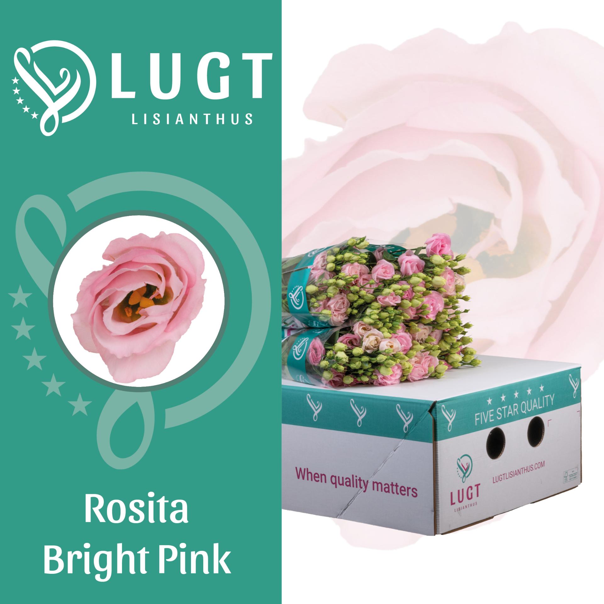 Срезанные цветы оптом Lisianthus do rosita bright pink от 140шт из Голландии с доставкой по России
