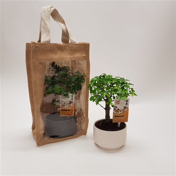 Горшечные цветы и растения оптом Bonsai Pure In Jute Giftbag от 6шт из Голландии с доставкой по России