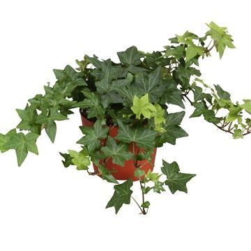 Горшечные цветы и растения оптом Hedera Brigitte от 8шт из Голландии с доставкой по России